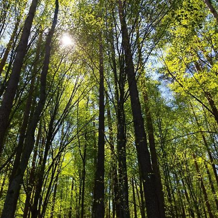 Białowieża Przy Lesieヴィラ エクステリア 写真