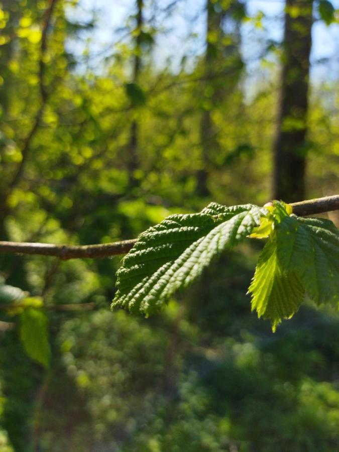 Białowieża Przy Lesieヴィラ エクステリア 写真
