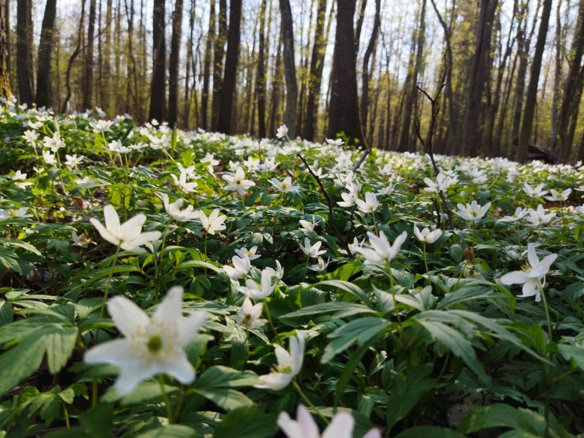 Białowieża Przy Lesieヴィラ エクステリア 写真